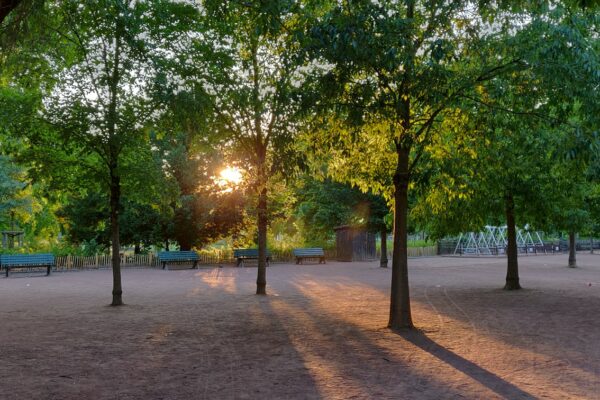 green-leafed trees during golden hour